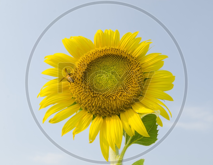 Sunflower With Bee Sucking Nectar Closeup