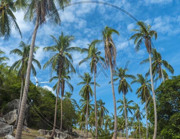 Coconut Trees With Blue Sky Backdrop In a Tropical Beach