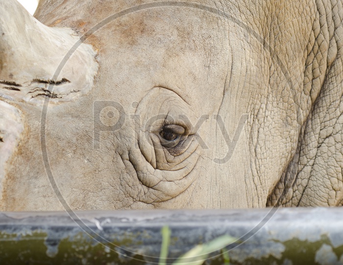 Rhino Or Rhinoceros  Face Closeup