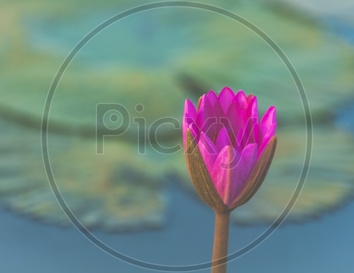 Pink Lotus Flower Closeup in a Tropical Lake Background