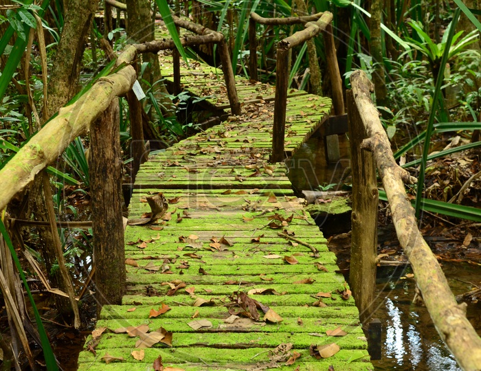 Wooden Bridge With Green Algae Decay For Boardwalk In Forest