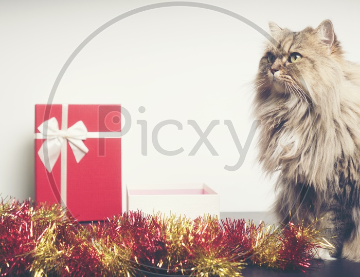 Artistic Background with Christmas Gifts And Persian Cat  Forming Christmas Festival Template