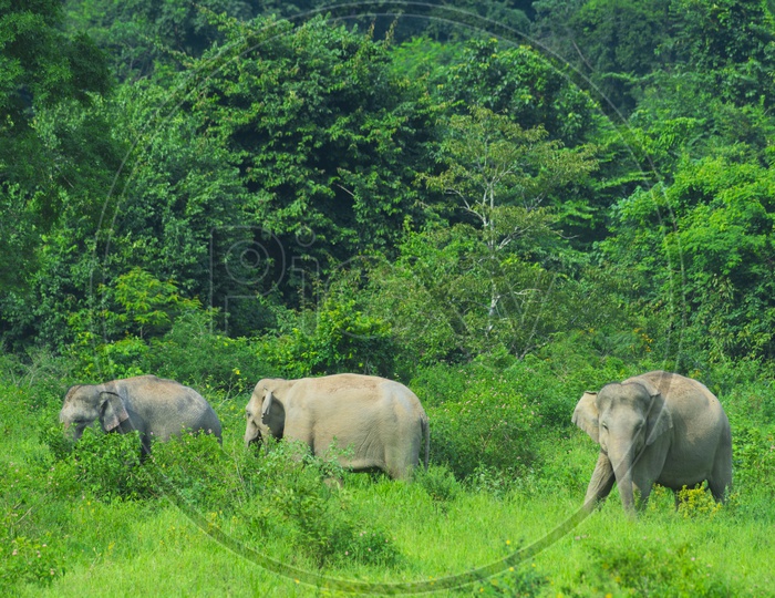 Asian wild elephants in the tropical forest of Kuiburi National Park, Thailand
