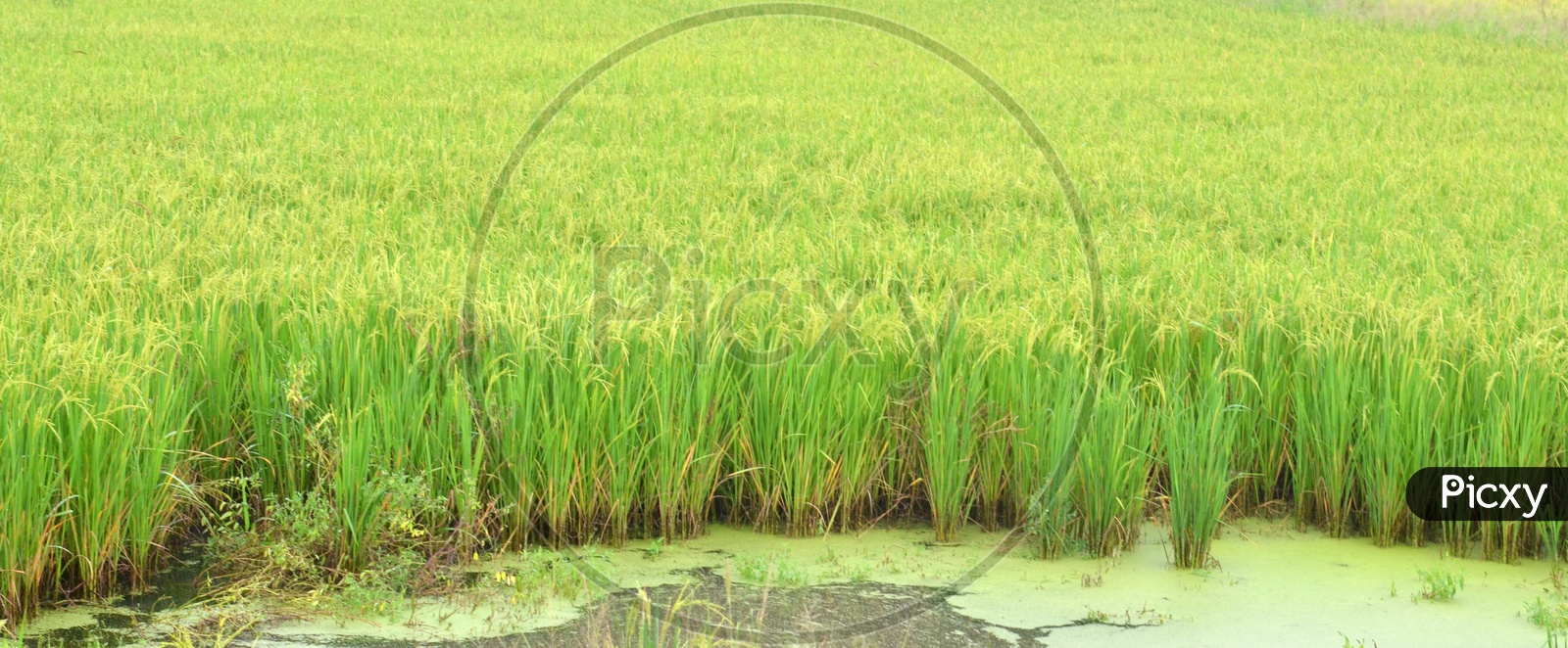 Young Green  Paddy or Rice  Fields