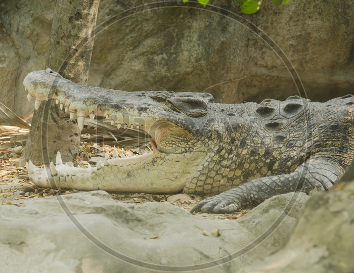 Crocodile with mouth Open In a Zoo
