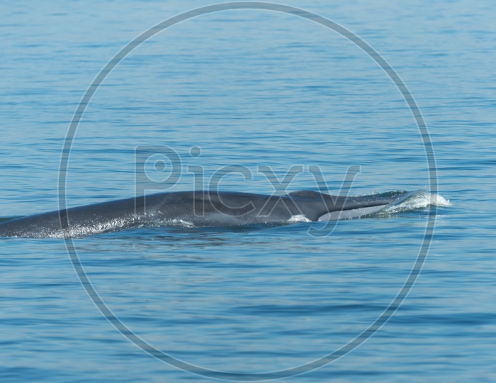 Big Bryde's Whale swim to the water surface to exhale by blowing the water into the air.