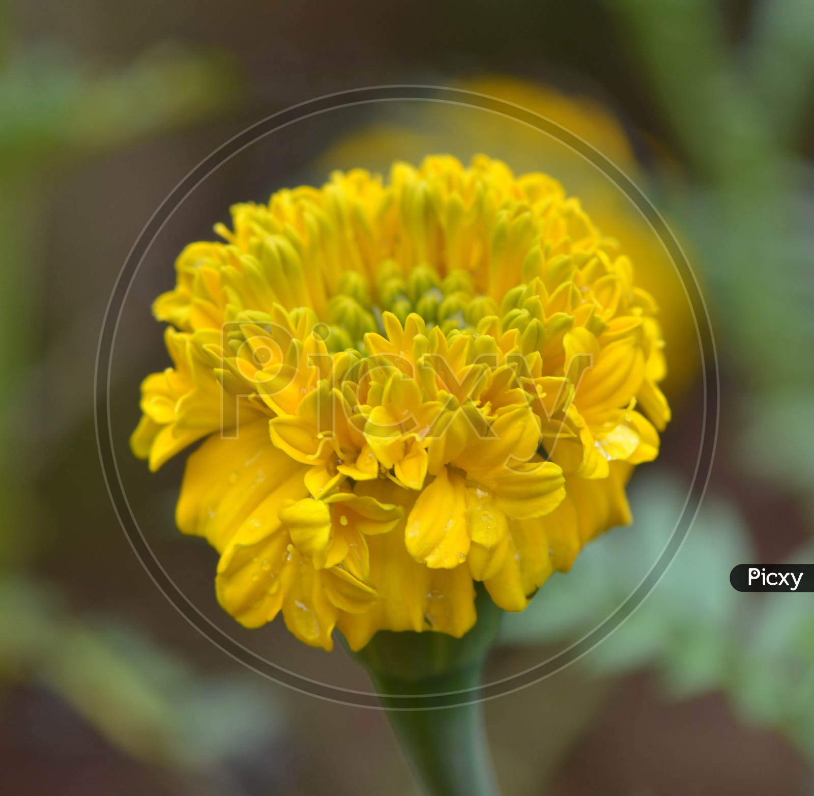 Marigold Flower With Condensed Moist Droplets On Flower  With green Leafs Bokeh Background