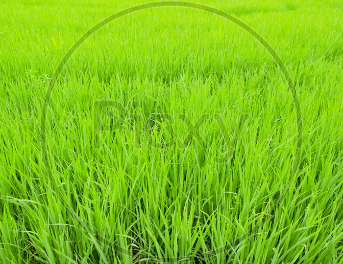 Rice Or Paddy Spikelets In a Paddy Farm Field