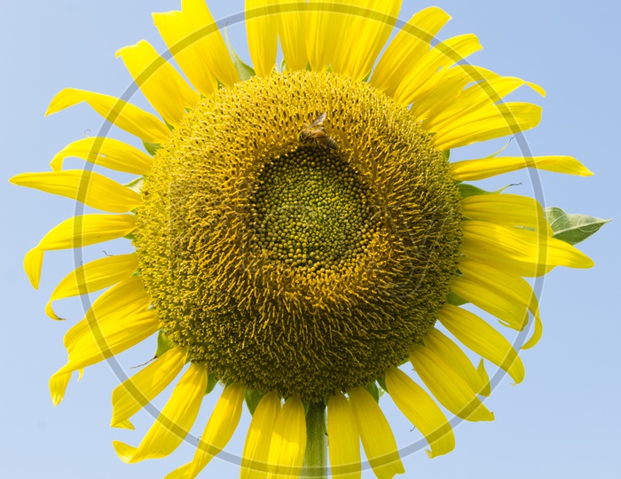 Beautiful sunflower closeup shot against blue sky