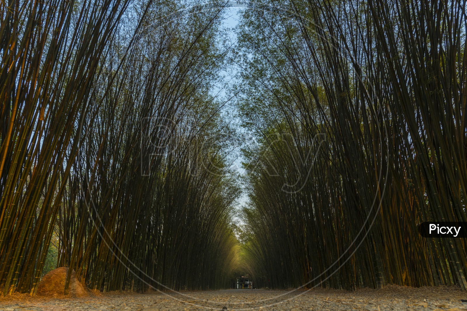 Pathways With Bamboo Trees On Both Sides