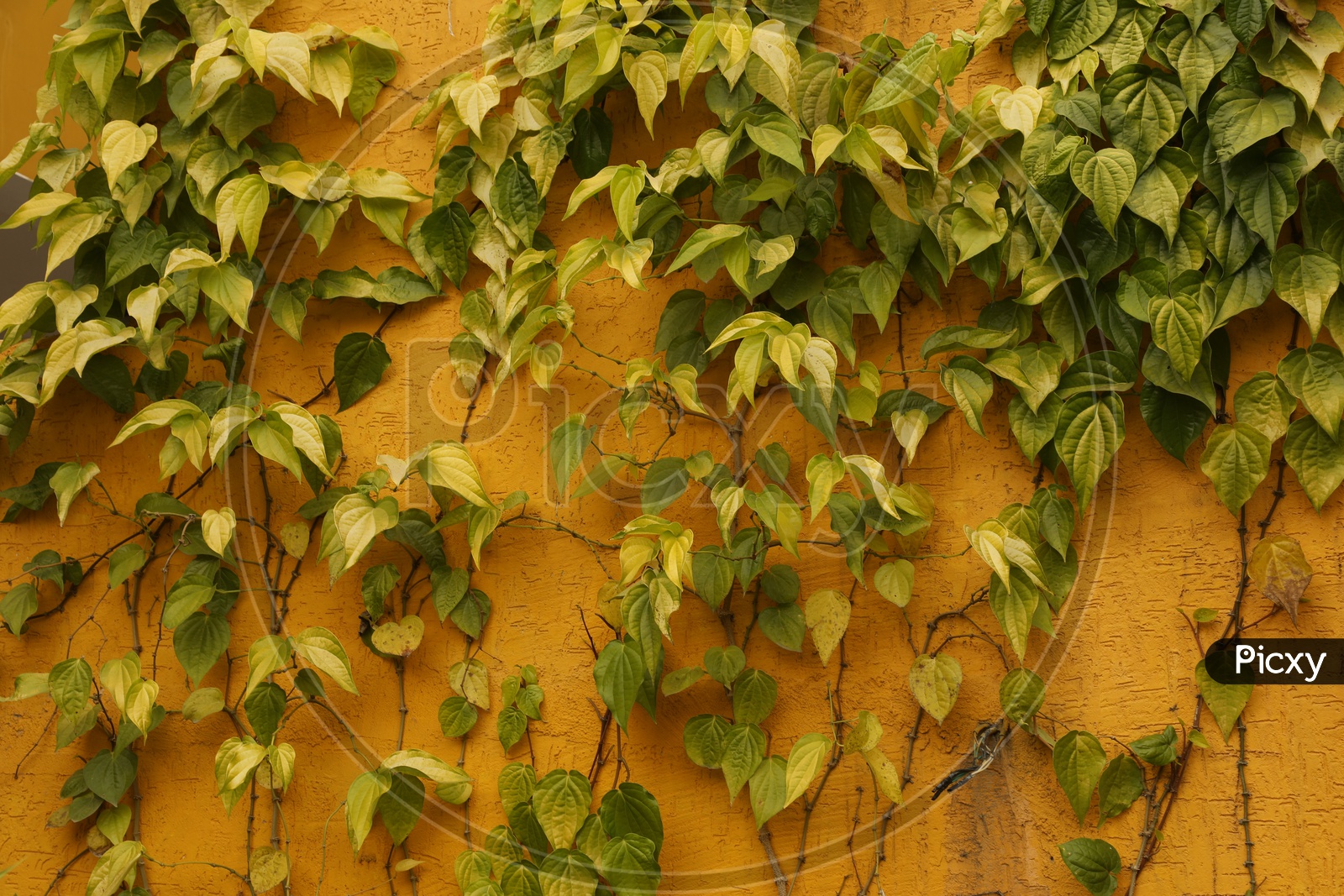 Leaves on the yellow wall