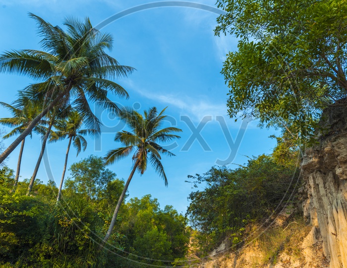 coconut Trees  with blue sky in Phuket, Thailand