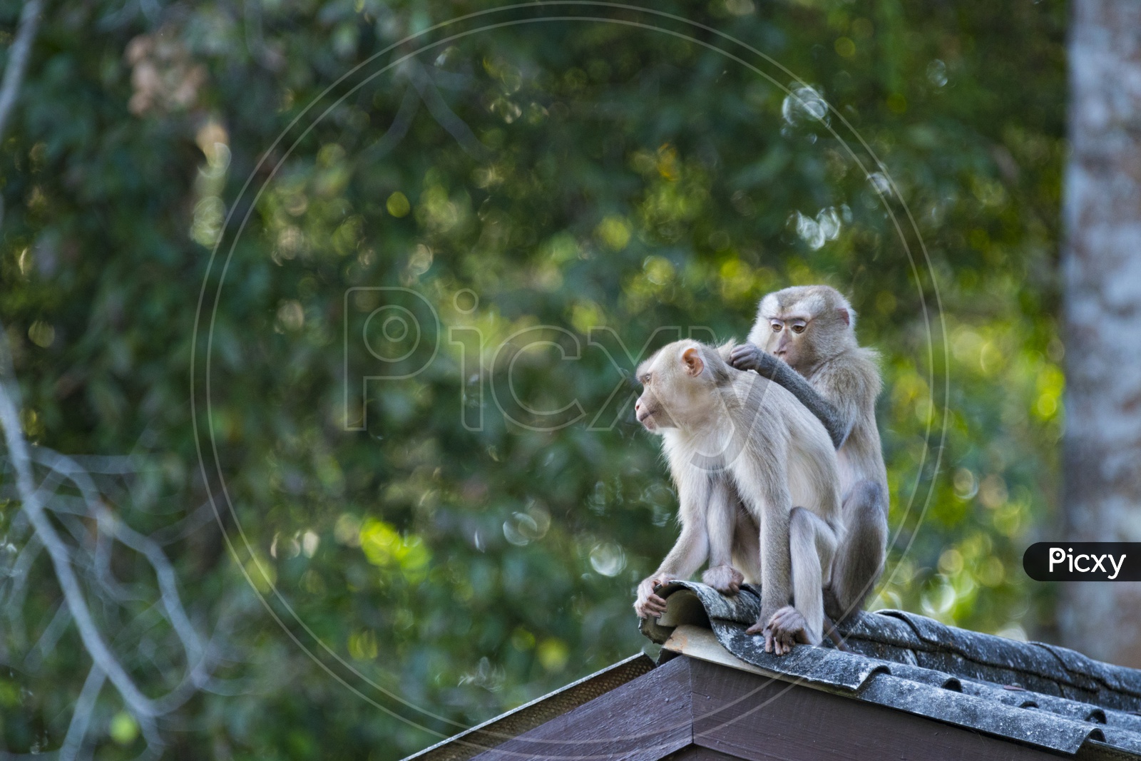 Monkey Pair On Roof