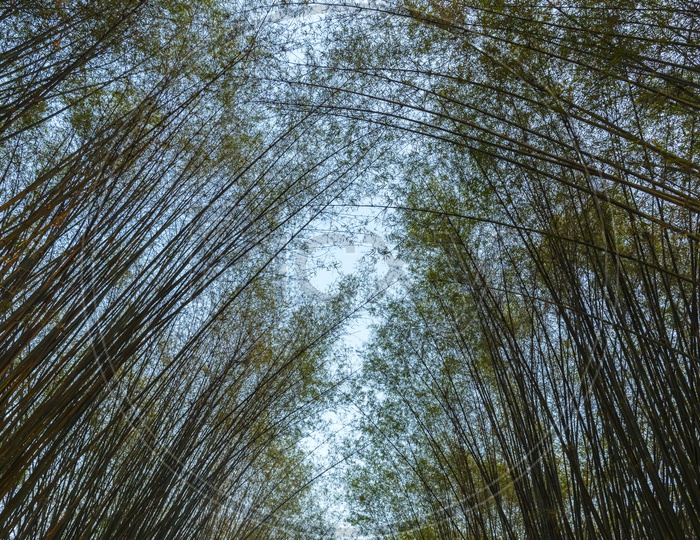 Bamboo trees In Tropical Forest