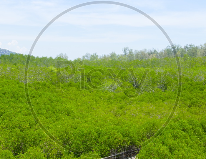 Mangrove Forests Top View