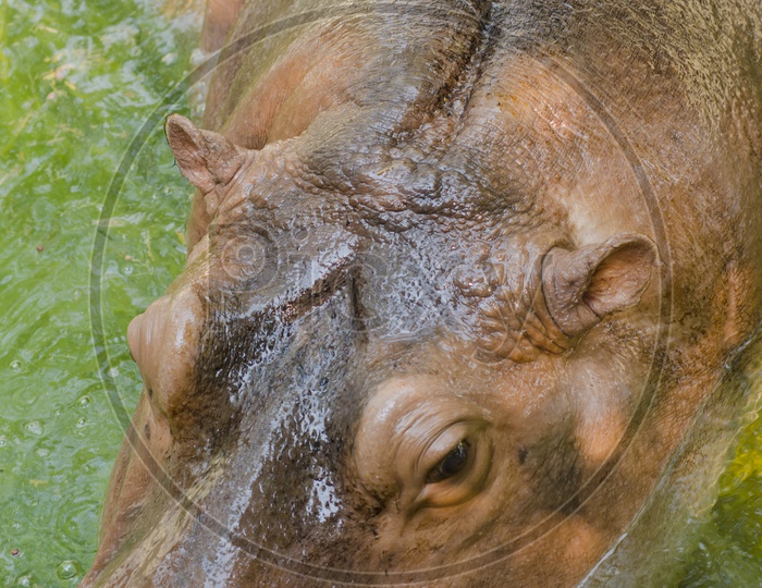 the heaviest extant artiodactyl, hippopotamus amphibius or hippo