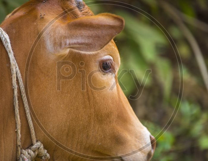 Close up of cow - Cattle Hindu Brazil in farm field, Thailand