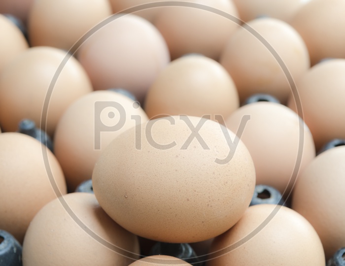 organic eggs In a Tray
