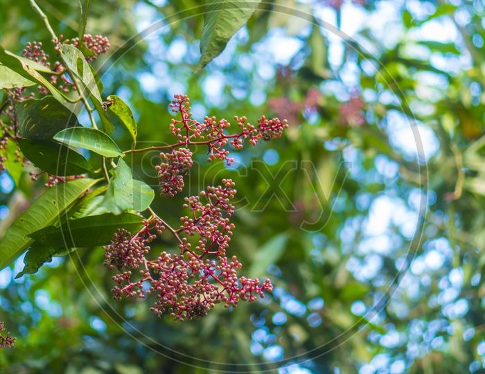 Trees In tropical Forest With Flower buds