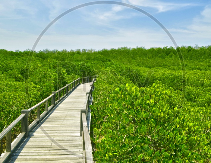 Wooden Footpath in a mangrove forest