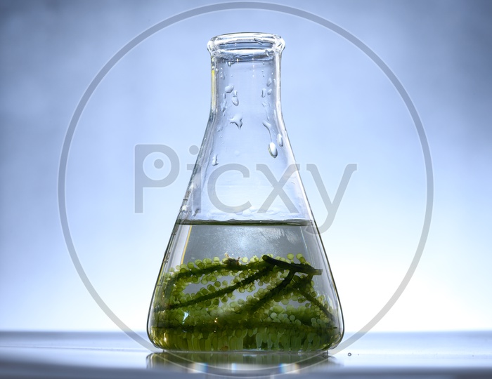 Algae biofuel funnel in biotech laboratory, Photobioreactor algae fuel research in biofuel industrial laboratories