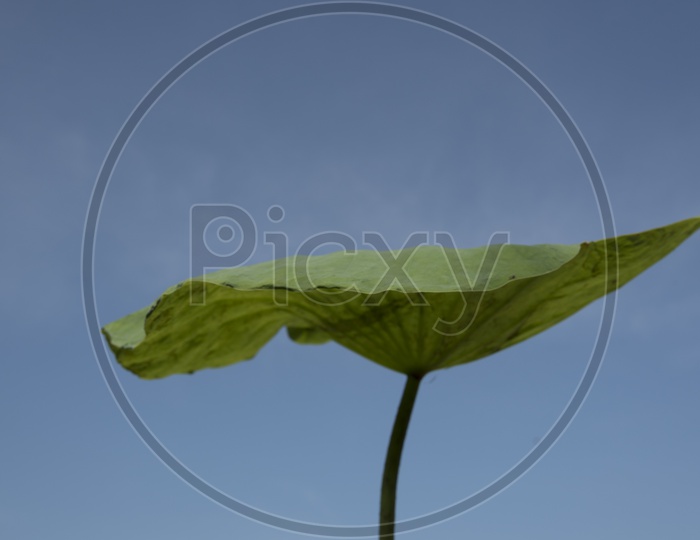 Lotus leaf with blue sky