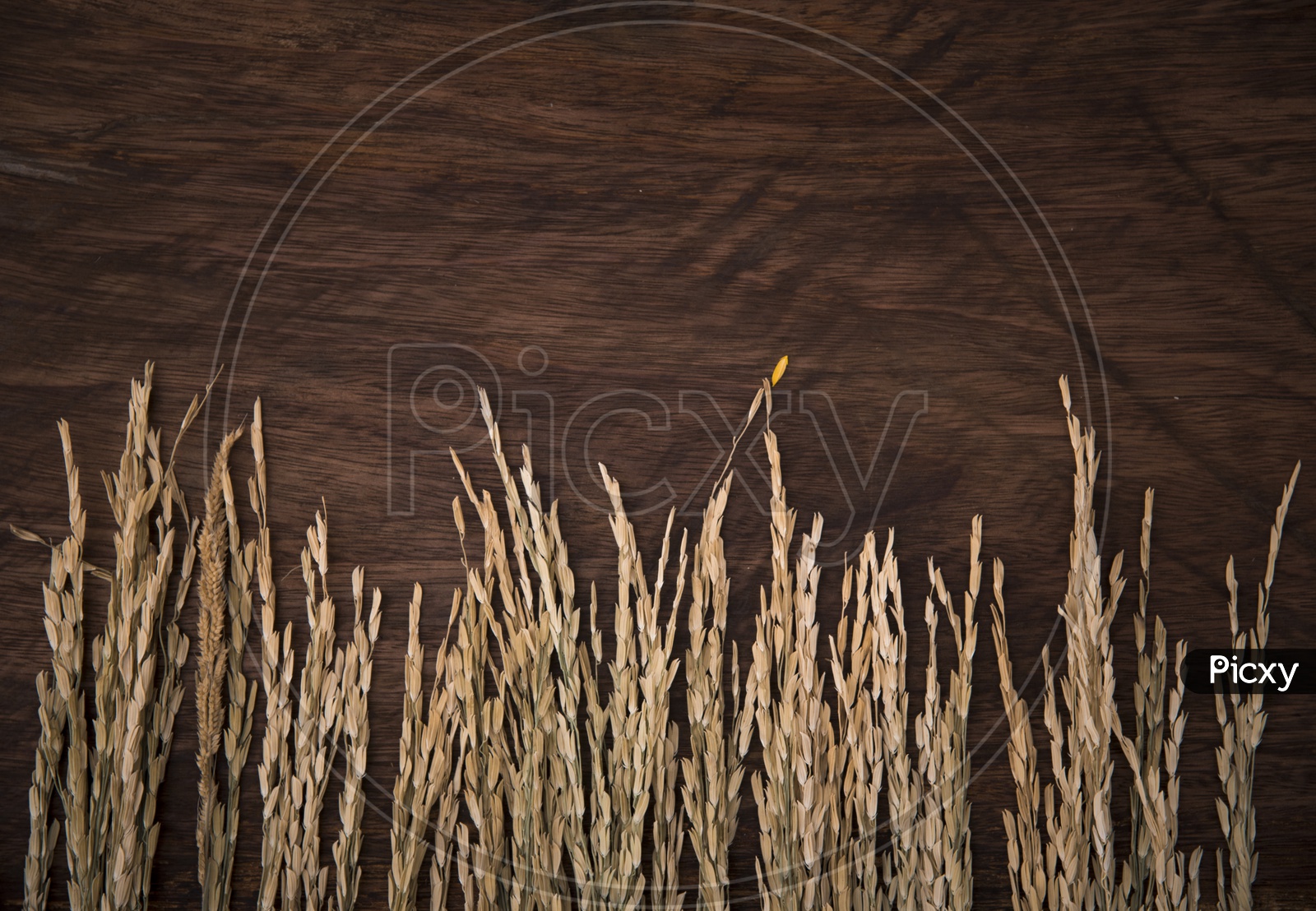 vintage texture background with grass and wooden board