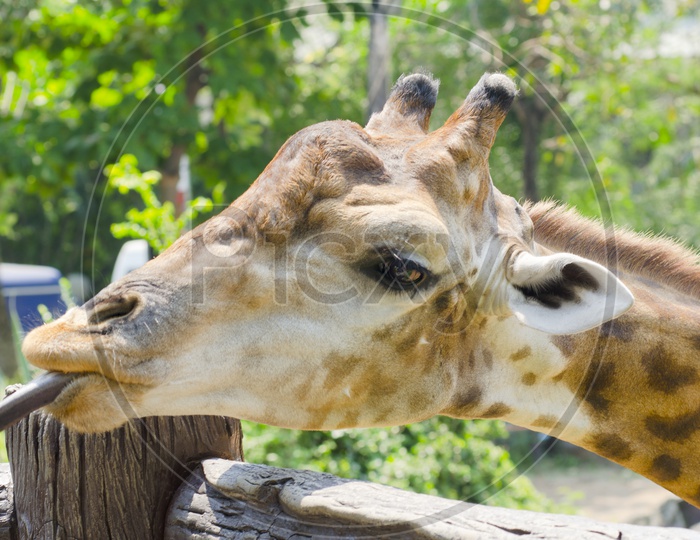 Giraffe in zoo Face Closeup