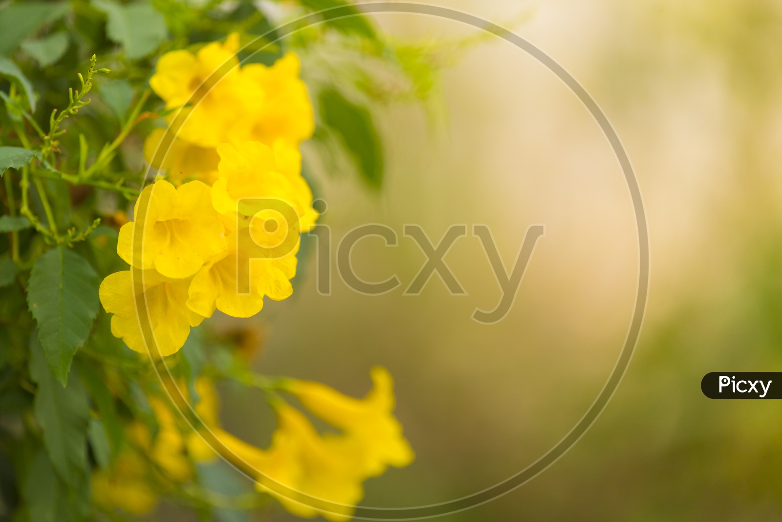 Yellow Flower Blooming On Plant With Bokeh Background And Copy Space For Text