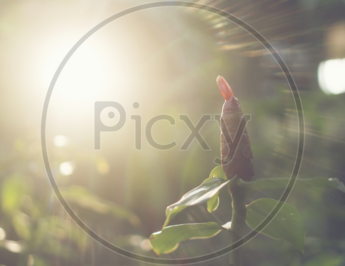 Plant With Flower Bud Over Luminous Sunlight Background
