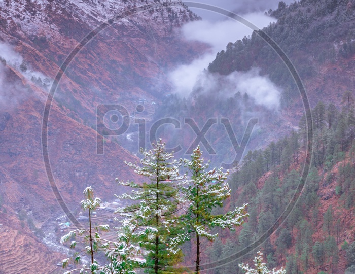 Valley View In Mountains With Snow Covered Trees in Winters