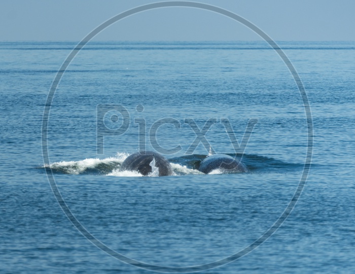 Big Bryde's Whale On Water Surface In a Sea To Breathe at Gulf Of Thailand