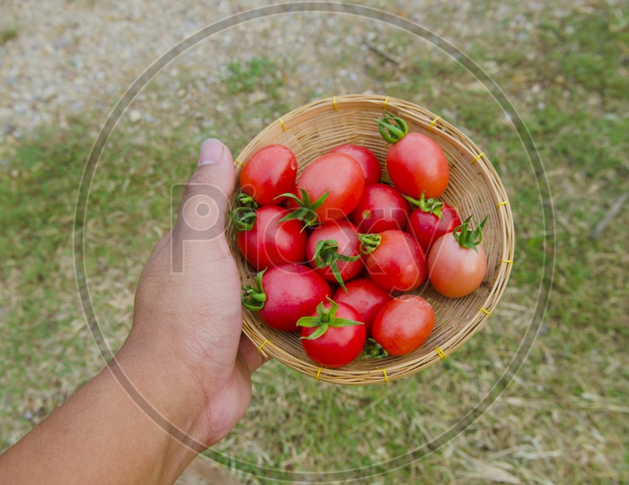Cherry tomatoes in Wooden Weaved Basket