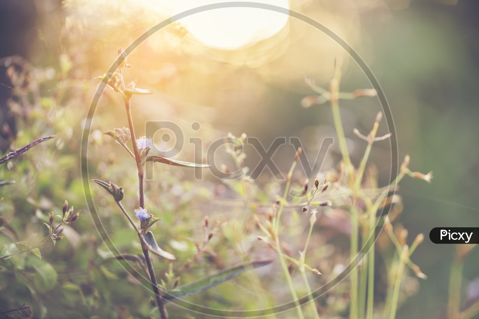 Grass In Meadows With Flowers And Sunrise Golden Light Flare