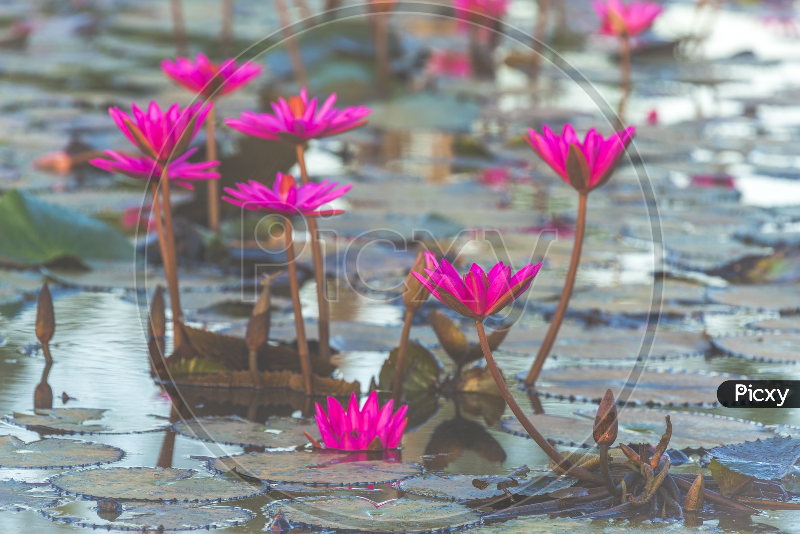 Tropical lake with pink lotus, vintage filter image
