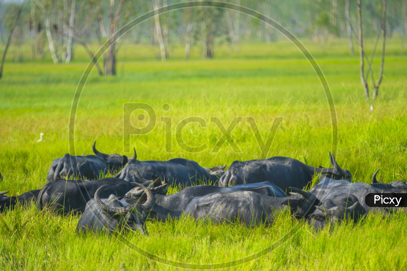 Group Of buffaloes Grazing In Green Fields
