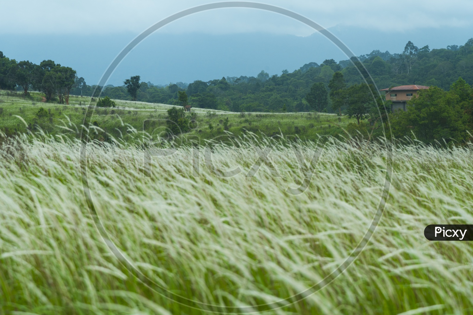 Silver grass In Meadows Of Khao Sok National Park