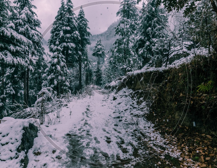Snow covered road surrounded by deodar tree in himalayas