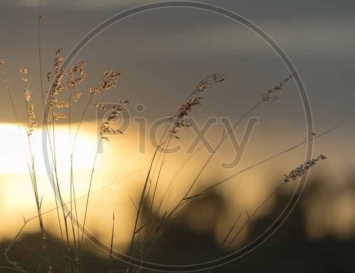 Grassland flower during sunset