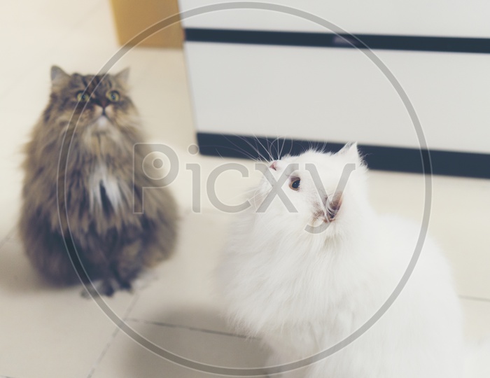 Persian cats in a Room