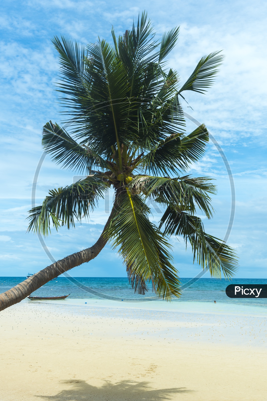 Coconut Tree In a Beach With Sea View