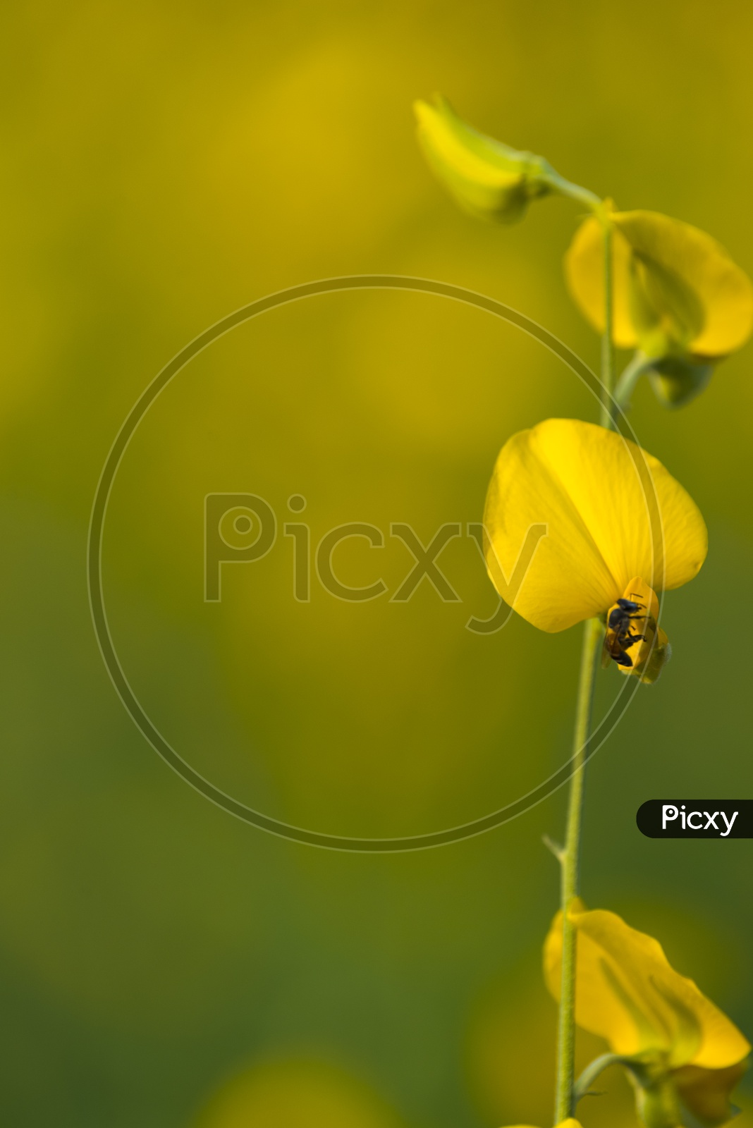 Mustard Plant With Yellow Flowers in a Field Backdrop
