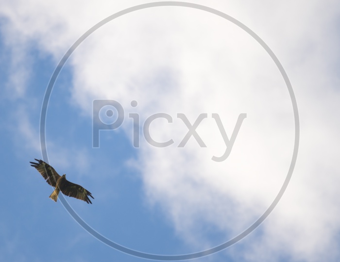 Hawk flying in the Sky, Black-eared Kite