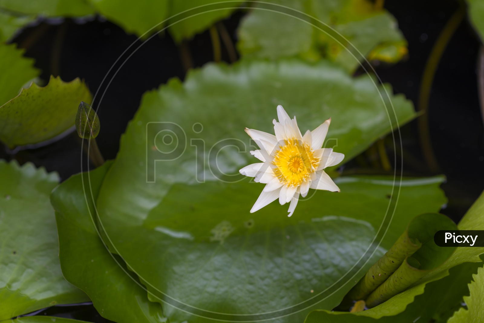 lotus flowers In a Lake