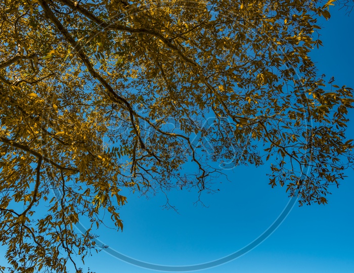 Tree branch Canopy Over Blue Sky