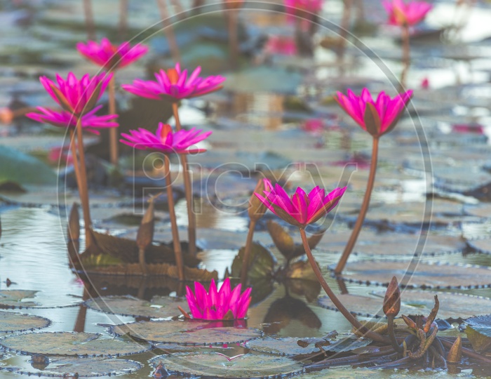 Tropical lake with pink lotus, vintage filter image