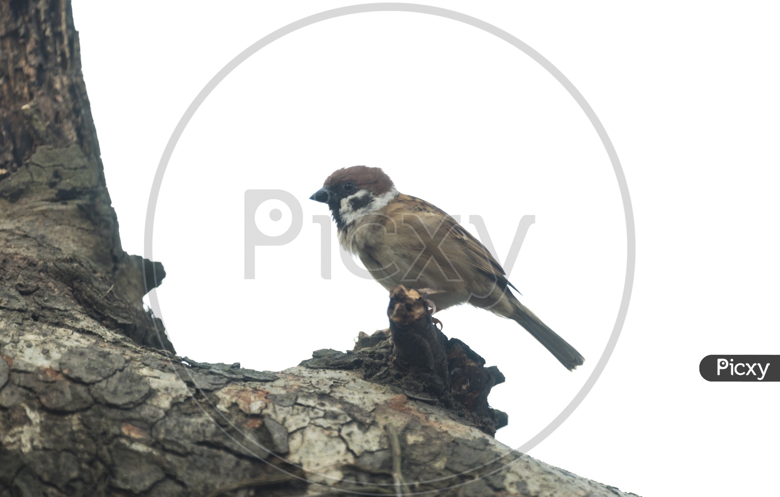 Eurasian Tree Sparrow Bird
