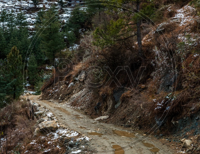 High altitude road in Himalayas With   deodar trees On Both Sides