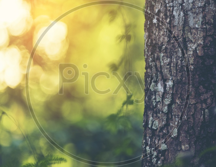 Tree Bark With Nature Background Forming a background