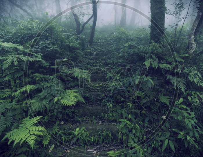A Mystic view of forest in Taiwan